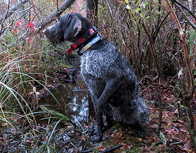 Wood Duck Hunt with Della